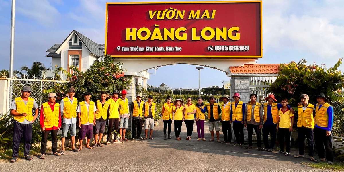 Top Hình Ảnh Hoa Mai Vàng Đẹp Đón Tết